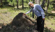 Yozgat ormanlarında belgeselleri aratmayan dev karınca kolonileri