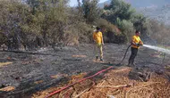 Milas Bafa'da korkutan tarım arazisi yangını büyümeden söndürüldü