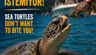 İztuzu plajında caretta carettalara yaklaşanlar için kritik uyarı