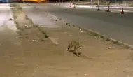 Sivaslı kokoreçcinin sadık müşterisi her akşam paket servisi bekliyor