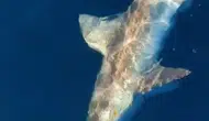 Hatay açıklarında oltasına dev köpek balığı takılan balıkçı zor anlar yaşadı