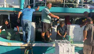 Denizlerde hamsi nöbeti: Didim'de kota denetimleri sıkılaştırıldı