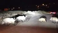 Karabük'te gece yarısı şaşkınlığı: Yavru domuza 'sülalen şu tarafta' diyerek yol tarifi yaptı