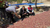 Denizli'nin bereketli topraklarında Antep fıstığı bereketi: Üreticinin emeği kazanca dönüştü