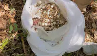 Tunceli'nin endemik hazinesine dokunmanın bedeli ağır oldu: 3 kişiye milyonluk fatura