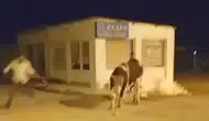 Enez sokaklarında nefes kesen kovalamaca: Mezbahaya gitmemek için trafiği birbirine kattı