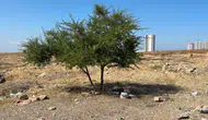 Adana'da boş arazideki cansız beden sırrını koruyor