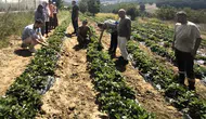 Kocaeli'de toprak bereketleniyor: Kadınların ve gençlerin kurduğu kooperatif tarımda devrim yaratıyor