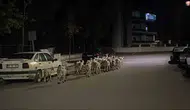 Çorum'da ağılın kapısını kıran koyunlar firar etti: Mahalleli seferber oldu