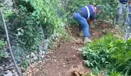 Samandağ'da jandarmadan uyuşturucuya geçit yok: 371 kök kenevir bulundu