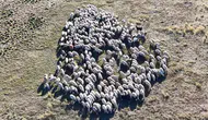 150 bin lira maaş bile yetmedi: Tunceli yaylalarında çoban krizi derinleşiyor