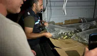 Bitlis'in su kaynaklarında devasa hareketlilik: Milyonlarca yavru sazan yeni yuvalarına kavuştu