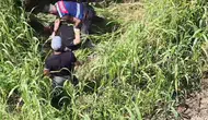 Jandarma dronla havadan iz sürdü: Mısır tarlasında kıskıvrak yakalandılar