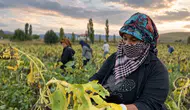 Erzincan'ın bereketli topraklarında sarı hasat heyecanı: Çiftçinin yüzü gülüyor