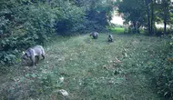Bolu'nun gizli sakinleri objektiflere yakalandı: Doğanın kalbinde üç aylık sessiz takip