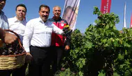 Hatay'ın bereketli topraklarında bağ bozumu heyecanı: Hedef 85 bin ton üzüm