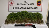 Yaylım köyünde jandarma baskını: Kenevir tarlasına suçüstü