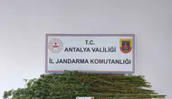Antalya'da jandarmadan şafak operasyonu: Bahçesinde kenevir yetiştirmiş
