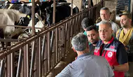 Hatay hayvancılığında yeni dönem: Hastalıktan ari işletmeler için kritik hamle