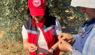 Salihli'de zeytin üreticilerine kritik sinek uyarısı: Hasat dönemi öncesi dikkat