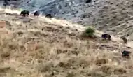 Yılların emeği bir gecede yok oldu: Sınır köyünde domuz istilası