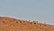 Neşterini bıraktı, doğanın en nadir anlarını yakalamak için zirveye çıktı