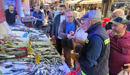 Karadeniz'de palamut bereketi: Fiyatlar düştü, tezgahlar doldu taştı
