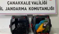 1915 Çanakkale Köprüsü'nde şüpheli araç durduruldu: Bagajdan nesli tükenmekte olan egzotik türler çıktı