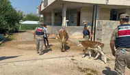 315 bin liralık büyükbaş vurgununda jandarma düğmeye bastı