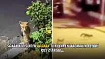 Sokak Kedisinden Korkan Tilki Çareyi Kaçmakta Buldu!