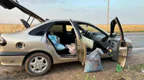 Ceylanpınar'da fıstık hasadı jandarma baskınıyla yarım kaldı