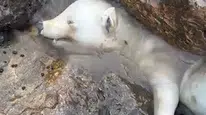 Karasu kıyısında bulunan beyaz canlı herkesi şaşırttı