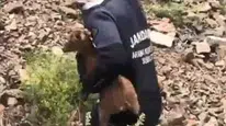 Arama ekipleri Şavşat’ta kayıp baba oğulu ararken yavru keçiyi fark etti