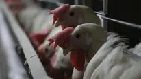 Kuş gribi sınırları aştı: Kapılar kapatıldı