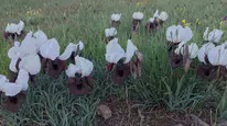 Ağrı Dağı eteklerinde bahar renkleri belirdi