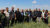 Buğdayda rekolte tahmini 23 milyon ton seviyesinde