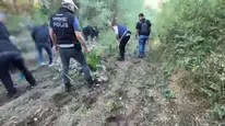 UNESCO mirasındaki Hevsel Bahçeleri'nde devasa kenevir operasyonu