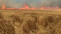 Tekirdağ'da bir izmarit bir yıllık emeği küle çevirdi