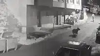Çamlıhemşin merkezinde anne ayı dehşeti yaşandı