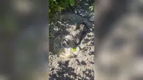 Malatya’da inşaat alanında betona gömülen köpek yavrusu son anda kurtarıldı