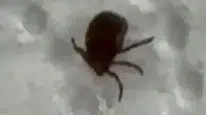 Bağdan dönen vatandaş vücudunda kene bulunca hastaneye koştu