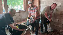 Edirne'de bir inek üçüz buzağı doğurarak besicisini şaşırttı