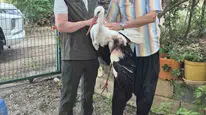 Yaralı leyleği kapısında buldu ve hayata bağladı