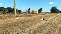Tekirdağ'da yüksek gerilim hattı leyleklere mezar oldu