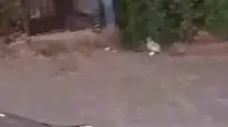 Şanlıurfa sokaklarında dehşet anları