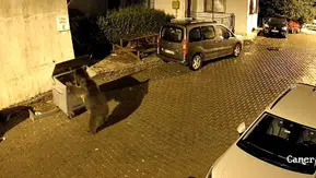 Kızılcahamam'da gece yarısı sürprizi: Ayı konteynerle oynarken araçları biçti