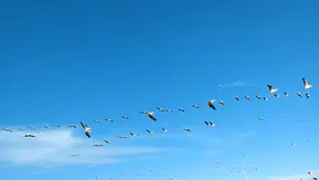 Gökyüzünde görsel şölen: Ak pelikanlar Hatay semalarında süzüldü
