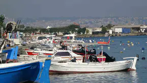 Karadeniz'de palamut istilası: Denizdeki tüm canlıları tüketiyor, acilen avlanmalı