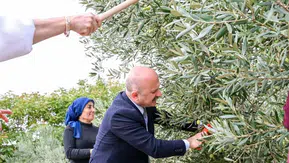 Vali Varol zeytin bahçesinde: Kadın üreticilerin hasat mesaisine katıldı