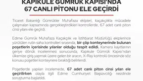 Kapıkule'de şoke eden keşif: Çöp konteynerine terk edilmiş 67 canlı piton bulundu